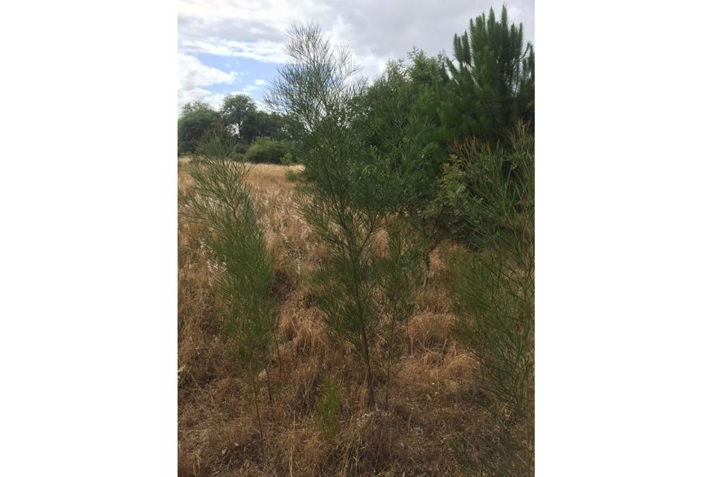 Wallangarra acacia