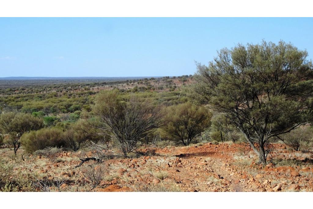 Mulga acacia