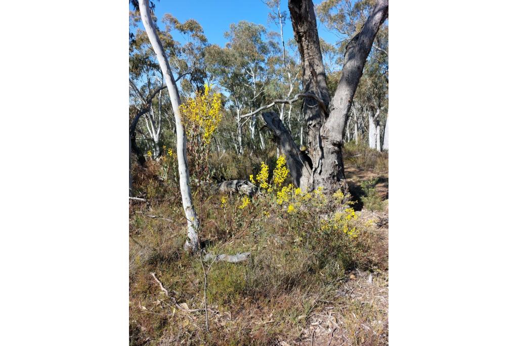 Buxusblad acacia