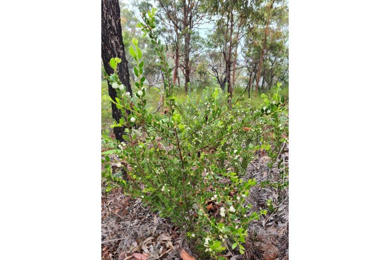 Acacia hispidula -669