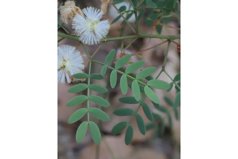 Acacia gilbertii -677