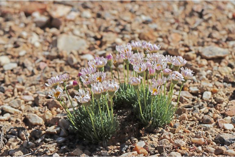 Erigeron compactus -680