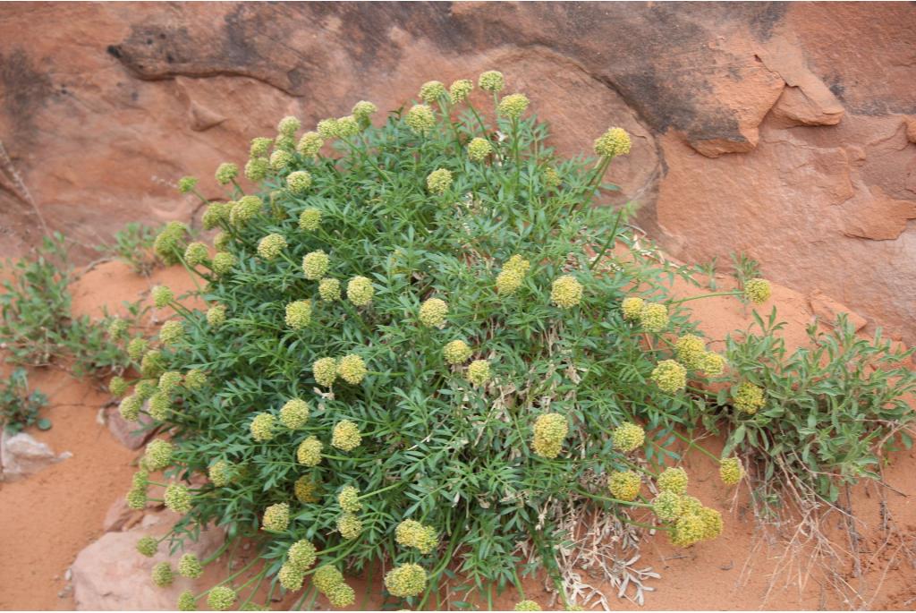 Canyon land lomatium