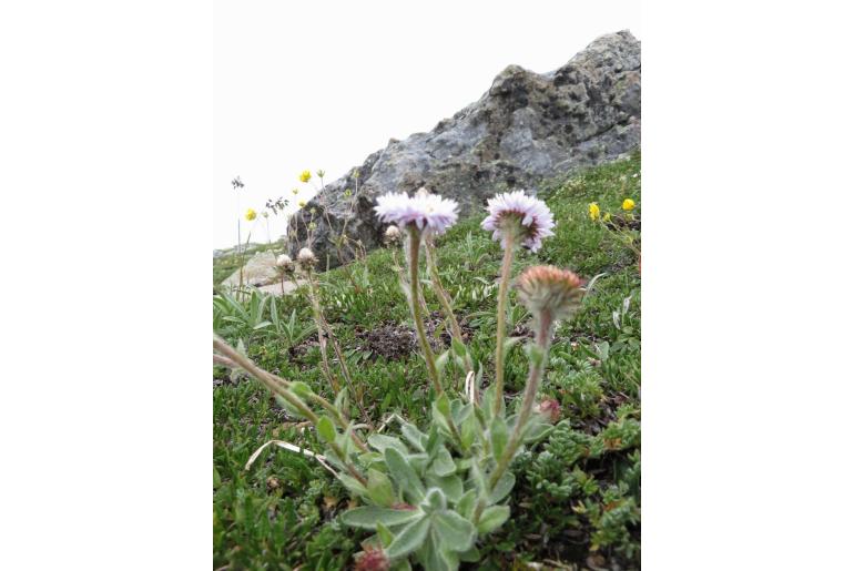 Erigeron grandiflorus -683