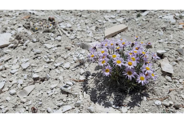 Erigeron untermannii -684