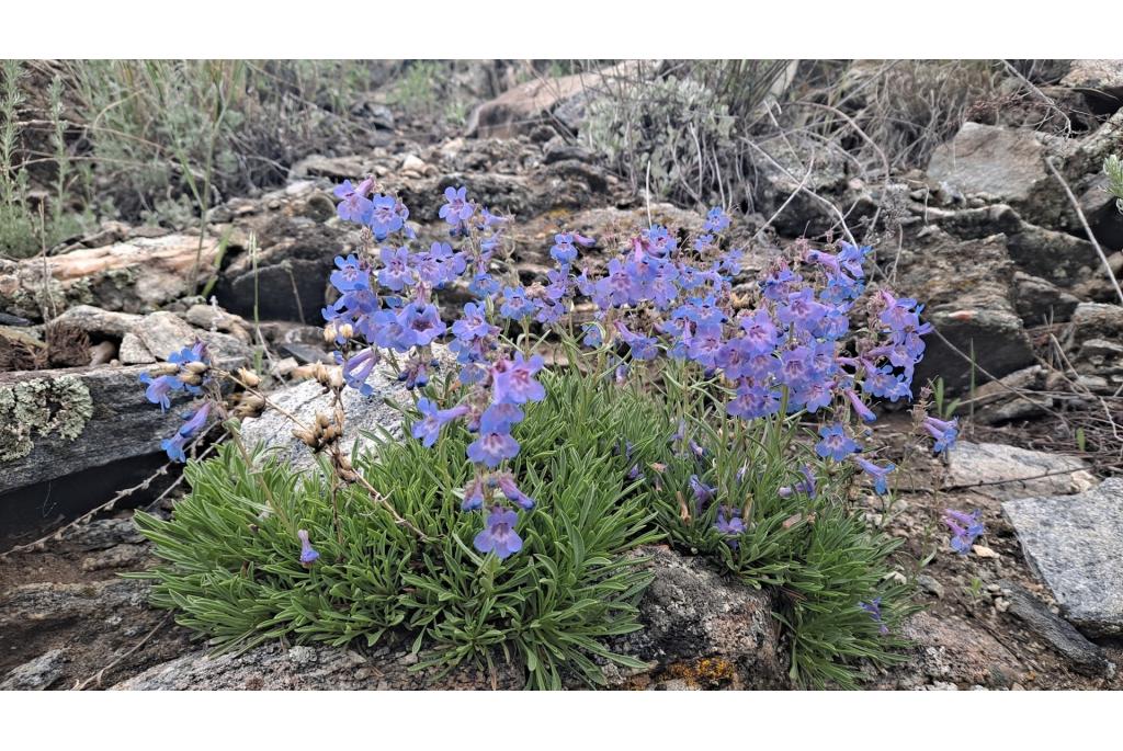 Stijfblad penstemon