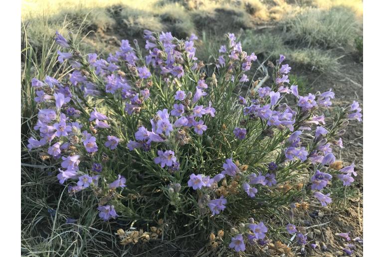 Penstemon auriberbis -689