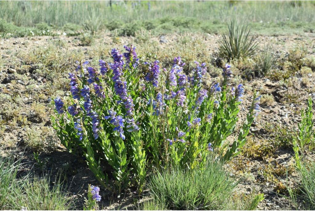 Brandegee's Zuidelijke gladde penstemon