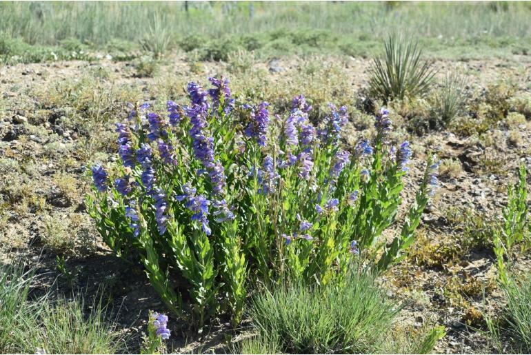 Penstemon glaber var brandegeei -692