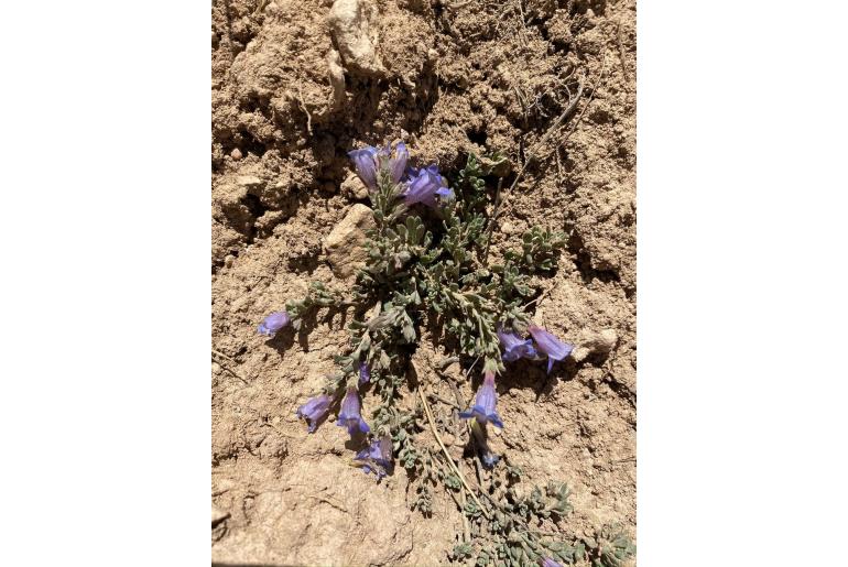 Penstemon caespitosus var desertipicti -693