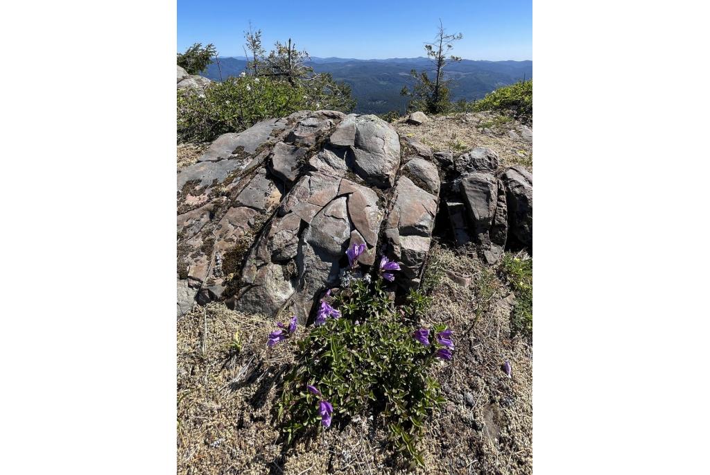 Cardwell's penstemon