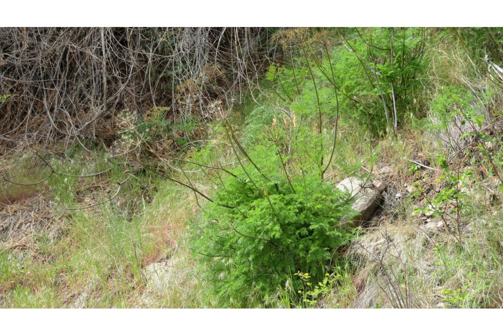 Wilde berg lomatium