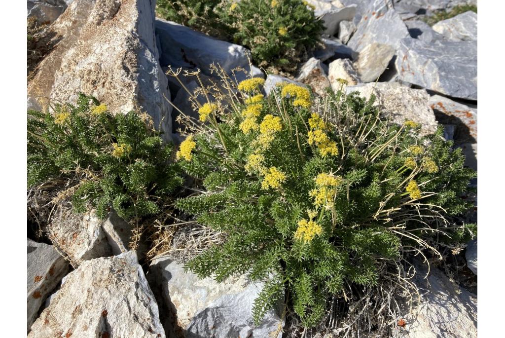 Utah woestijn lomatium