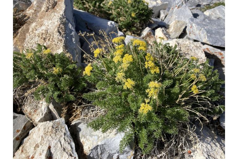 Lomatium parryi -711