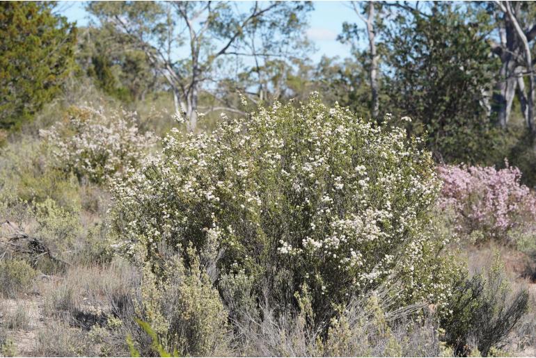 Calytrix alpestris -724