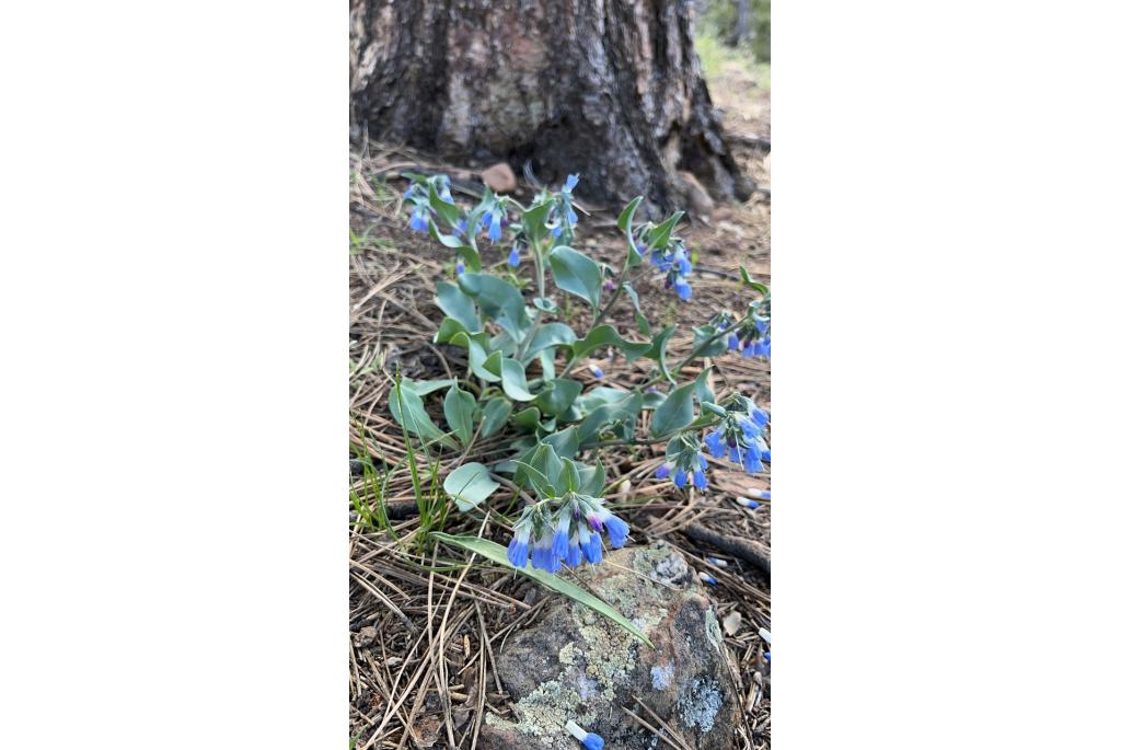 Macdougal's mertensia