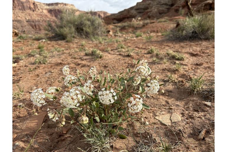 Abronia glabrifolia -732