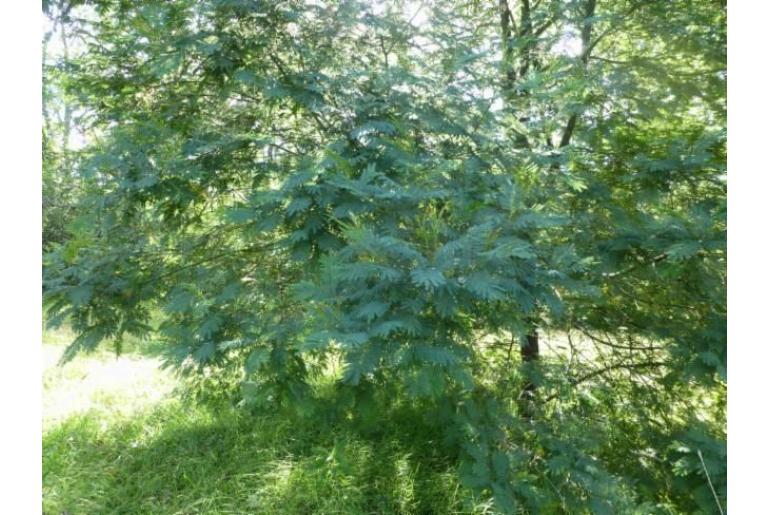 Acacia irrorata ssp velutinella -739