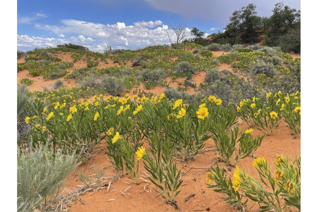 Badlands muilezeloren