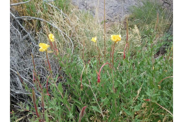 Oenothera organensis -744