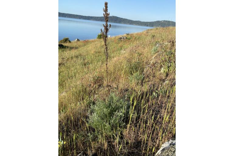 Artemisia campestris ssp pacifica -748