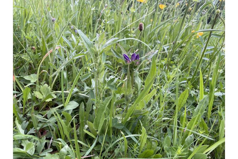 Campanula glomerata -753