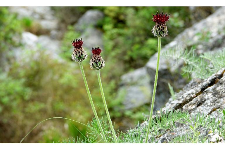 Centaurea grbavacensis -754