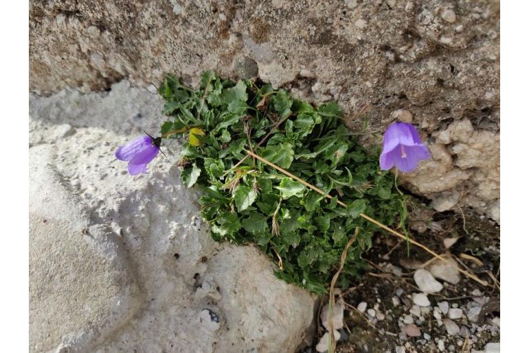 Campanula portenschlagiana -755