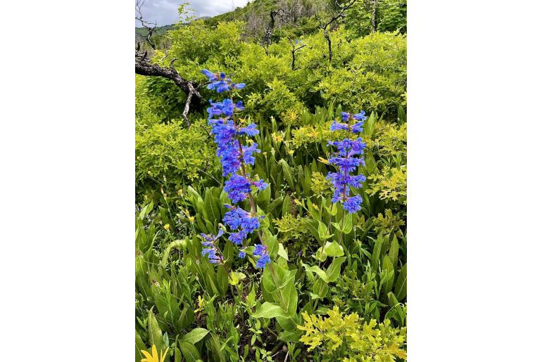 Penstemon cyananthus -758