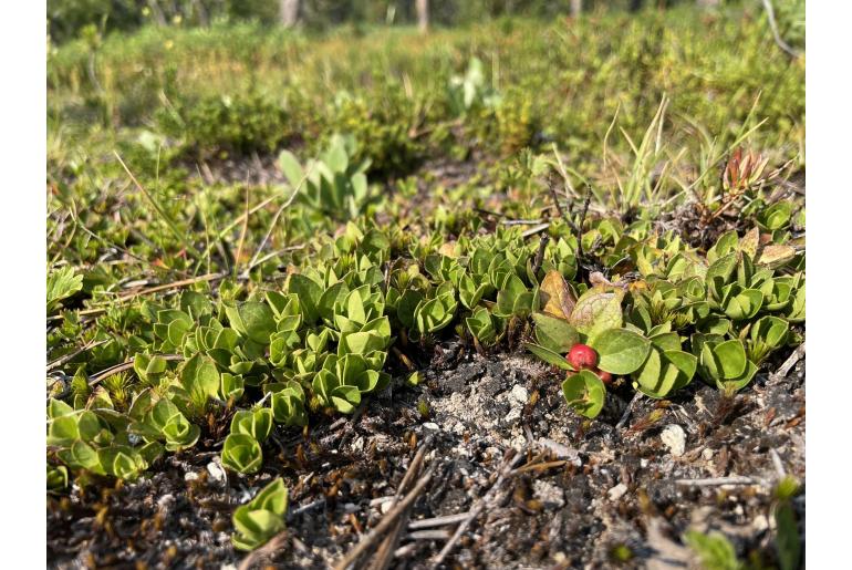 Gaultheria humifusa -772