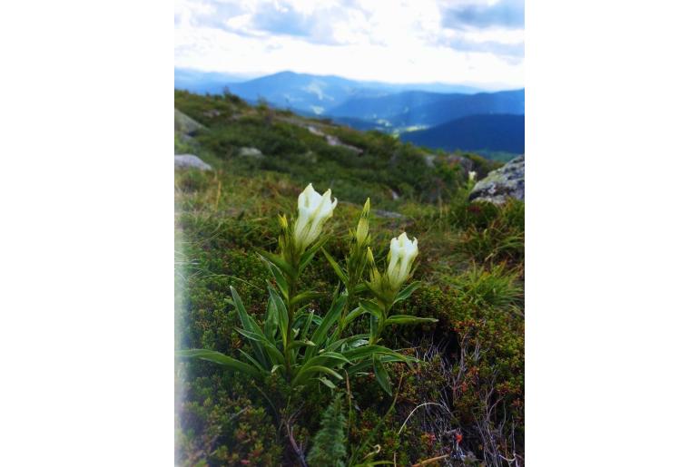 Gentiana algida -773