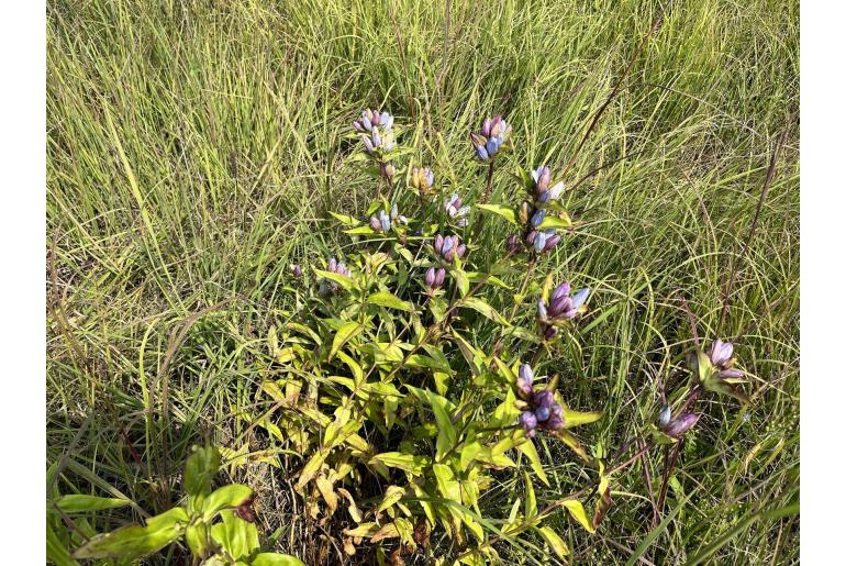 Gentiana andrewsii -774