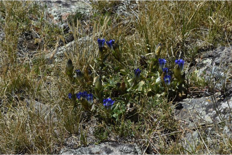 Gentiana parryi -775