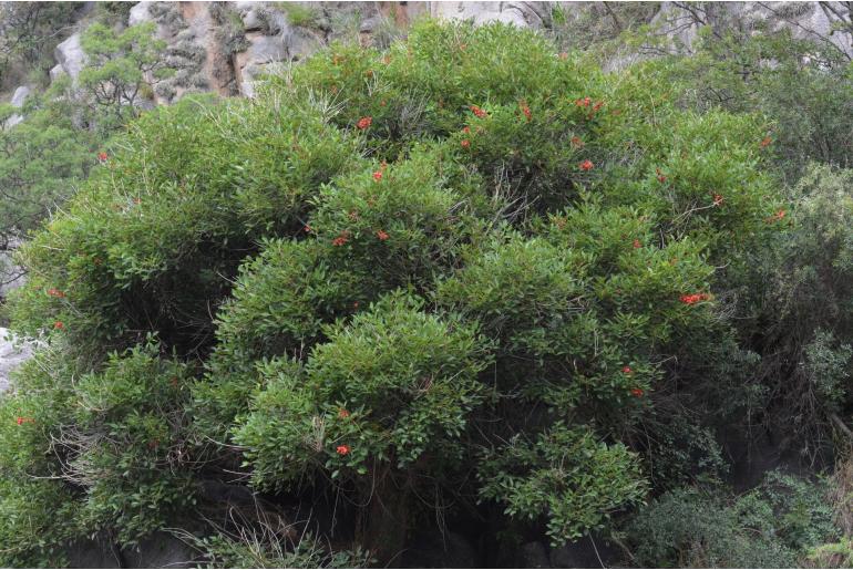 Erythrina crista-galli -786