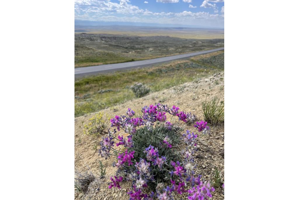 Bessey's oxytropis