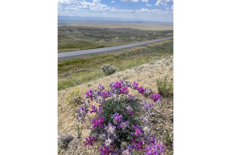 Oxytropis besseyi var ventosa -787