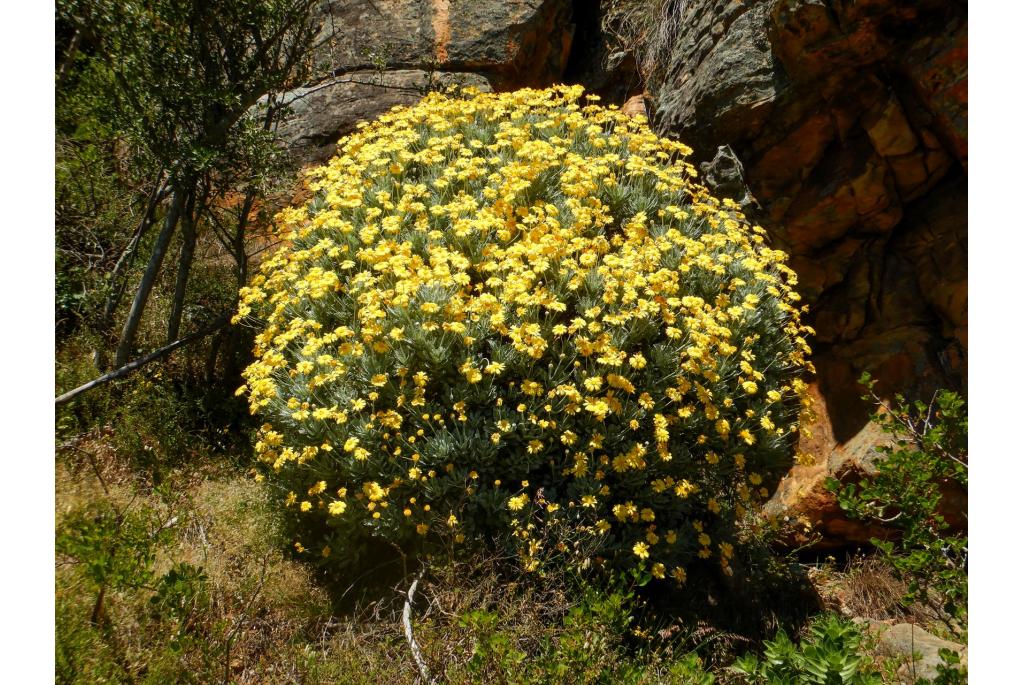 Zuid-Afrikaanse margriet