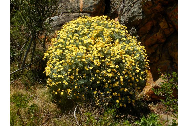 Euryops pectinatus -791