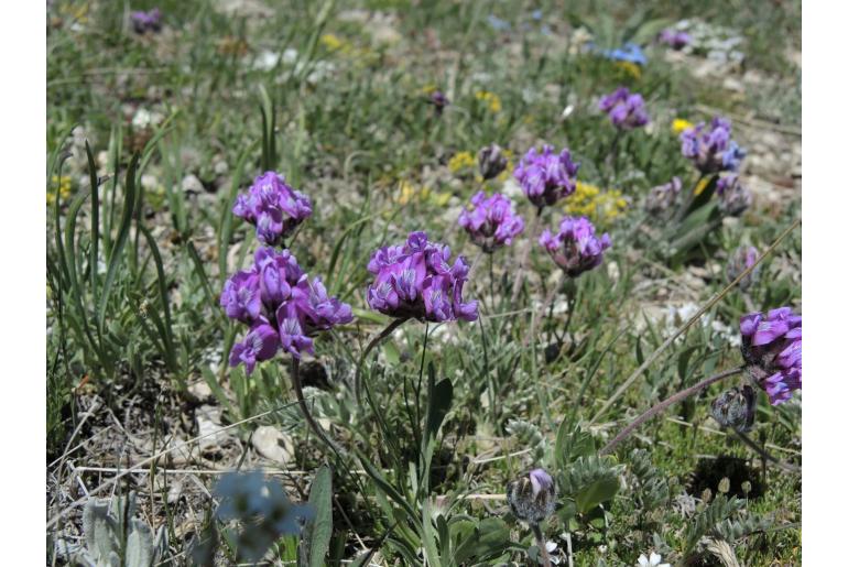 Oxytropis lagopus -792