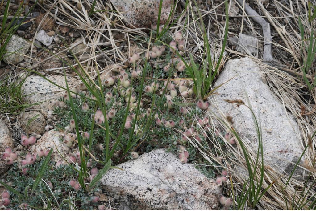 Nuttall's oxytropis