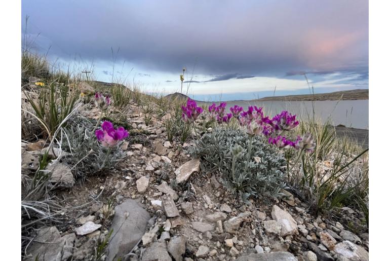 Oxytropis nana -794