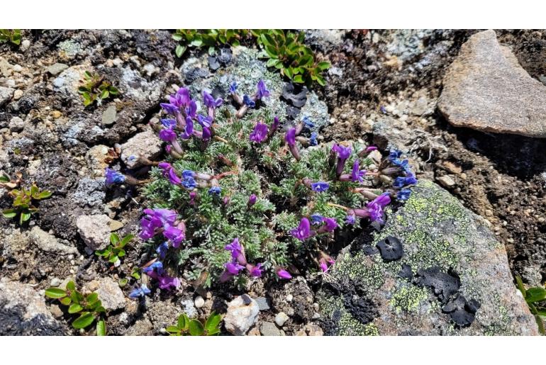 Oxytropis podocarpa -798