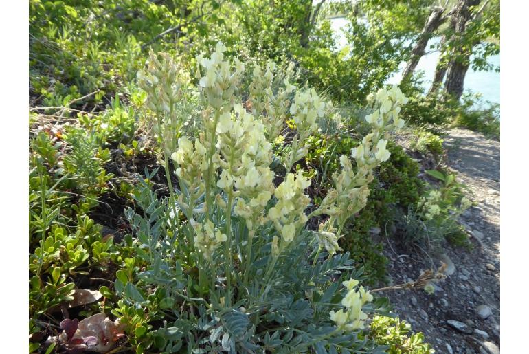 Oxytropis sericea -799