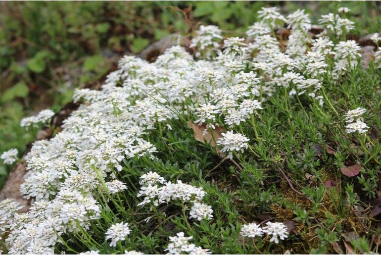 Iberis sempervirens -806