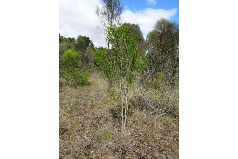 Melaleuca armillaris -821