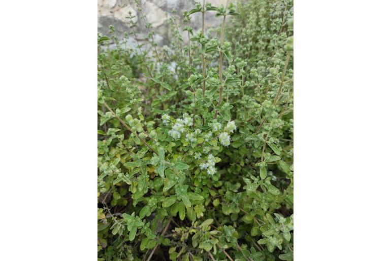 Origanum majorana -827