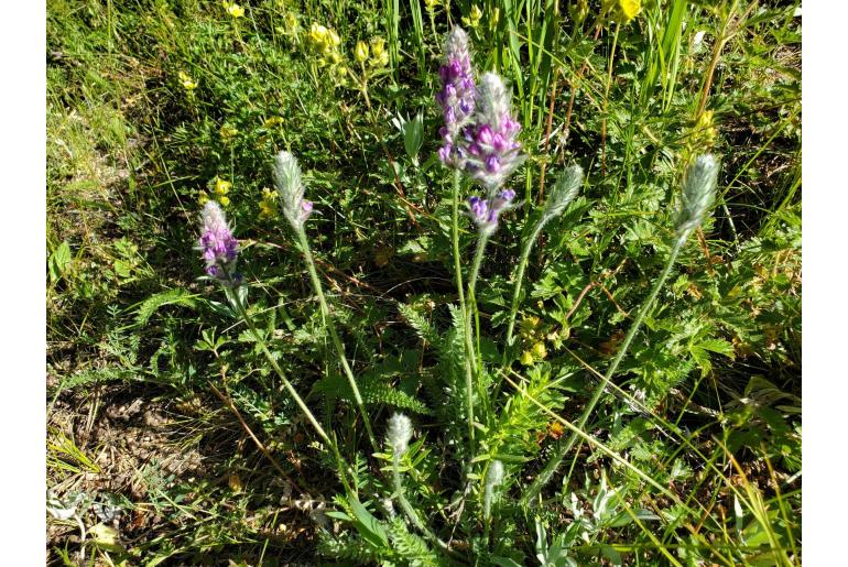 Oxytropis splendens -839