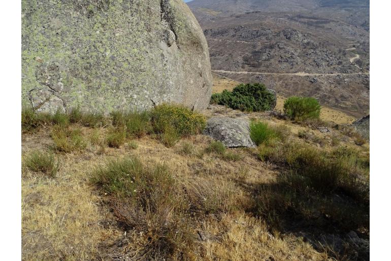 Santolina rosmarinifolia -845