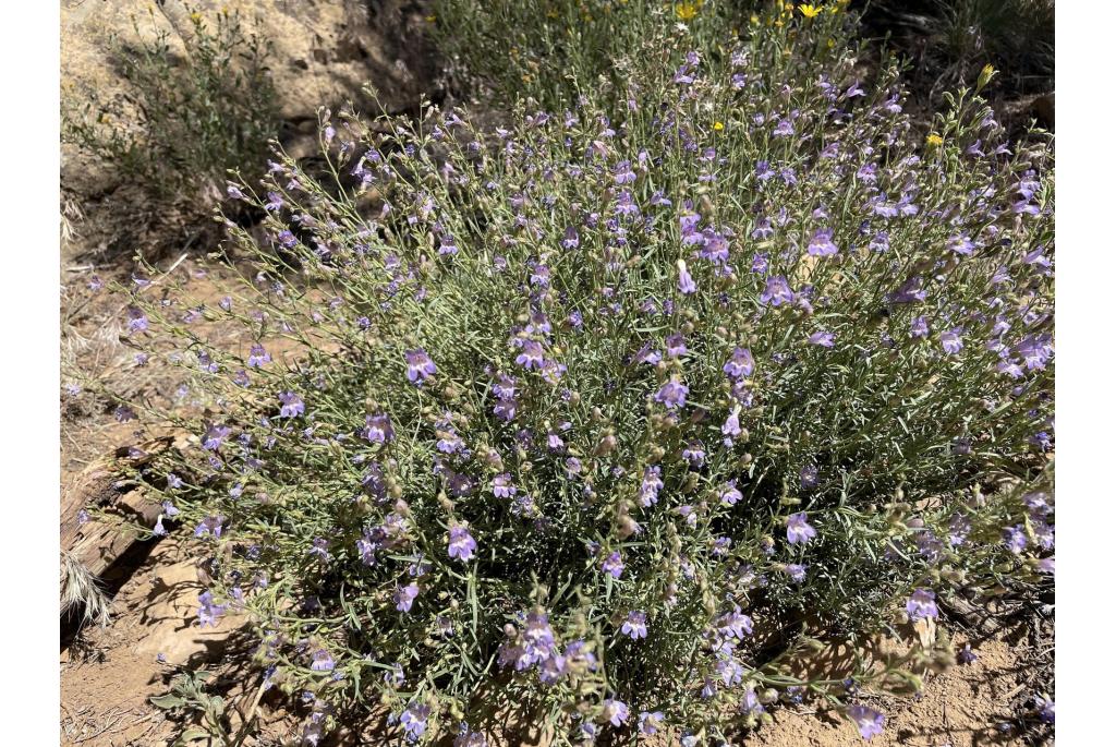 Siler's penstemon