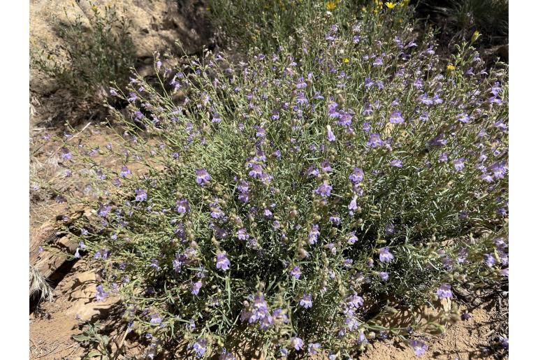 Penstemon linarioides var coloradoensis -850